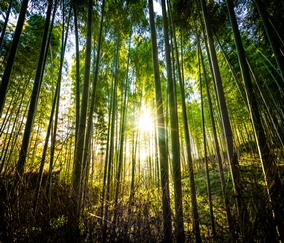Liderazgo Resiliente: Aprendiendo del Bambú